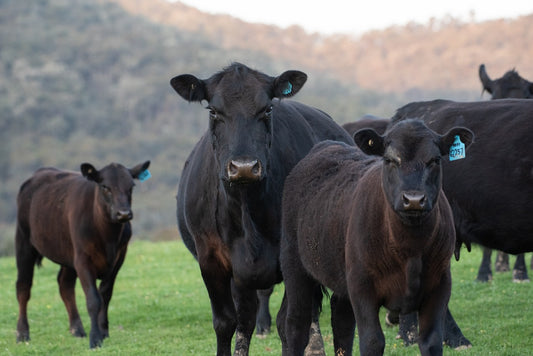 Health Benefits of Pasture-Raised, Grass-Fed Beef