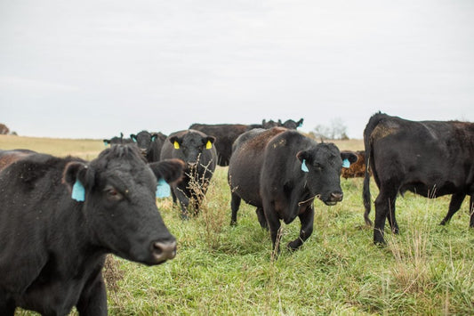 The benefits of pasture raised grass-fed beef.