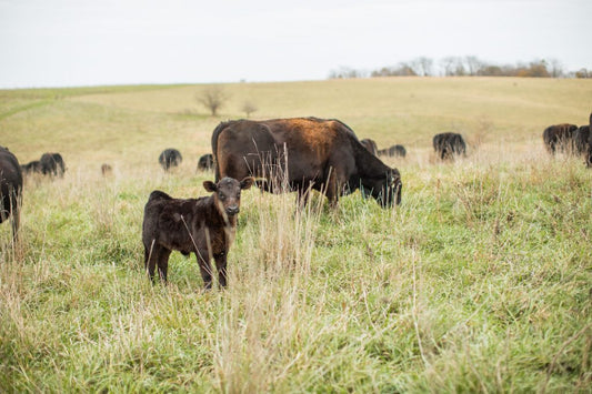 Beyond nutrition, more benefits of grass-fed beef.